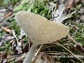 Helvella macropus-amf886-1